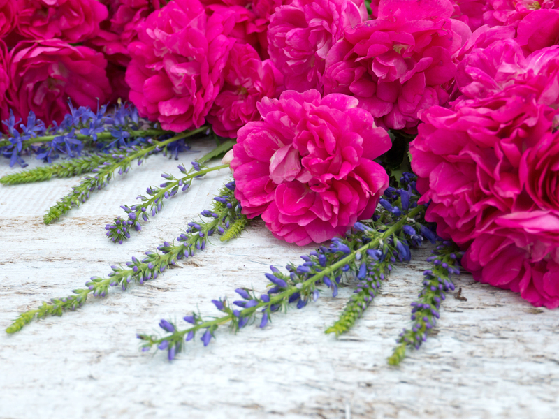 Explore the Top Tall-Potted Plants for Screening Unwanted Views in Your Garden