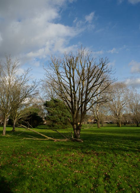 Two white metal garden chairs with curved slatted seats and backs are positioned on a vibrant green lawn, with one slightly behind the other. The lawn features small white flower petals scattered acro